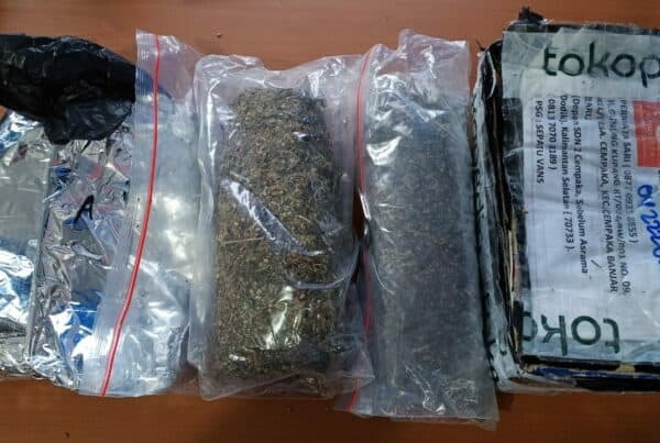 BNNP Kalsel Amankan Setengah Kilogram Ganja Kering dari Seorang Pemuda di Banjarbaru